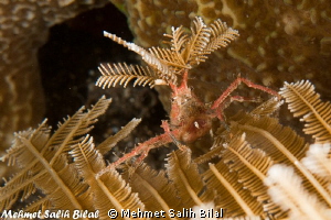 Decoration after cutting  a branch of crinoid. by Mehmet Salih Bilal 